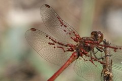 Arrenurus