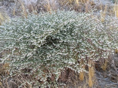 Eriogonum deflexum