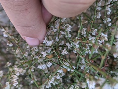 Eriogonum deflexum
