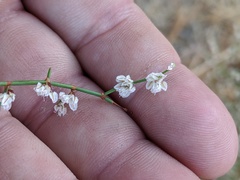 Eriogonum deflexum