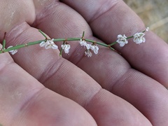 Eriogonum deflexum