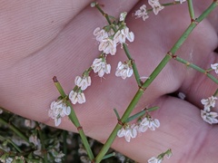 Eriogonum deflexum