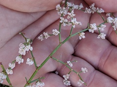Eriogonum deflexum