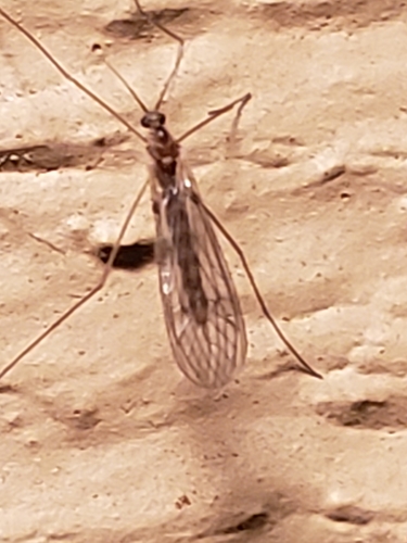 Winter Gnat photo 5
