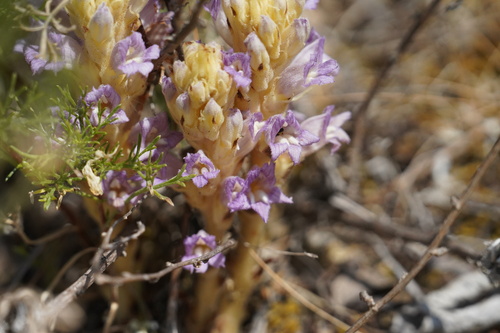 sand broomrape (Phelipanche arenaria)