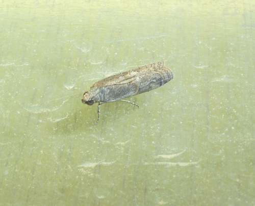 Phycide du gommier rouge