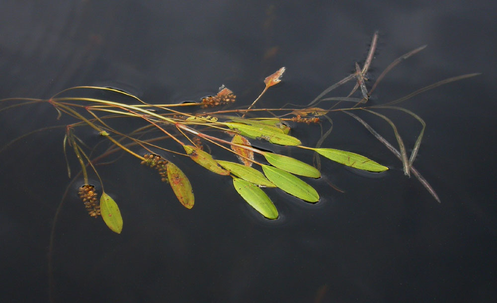 Potamogeton epihydrus