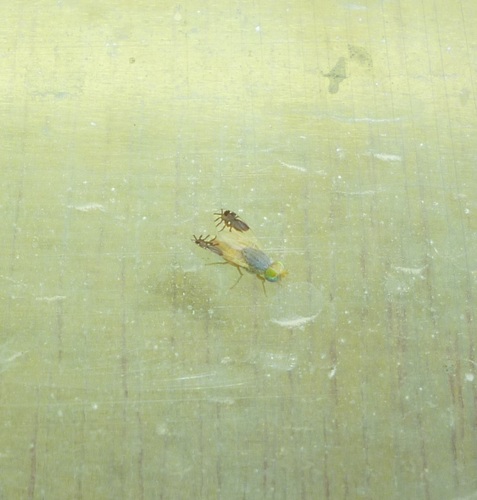 Goniurellia longicauda