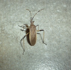 Dicranocephalus marginatus