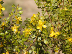 Larrea cuneifolia