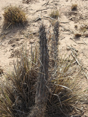 Cereus aethiops