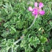 Rose-scented Geranium - Photo (c) photogenie, some rights reserved (CC BY-NC), uploaded by photogenie