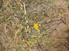 Senecio subulatus erectus