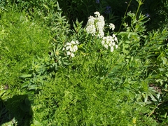 Ligusticum