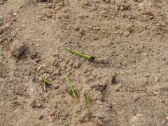 Acromyrmex lobicornis