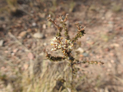 Acantholippia seriphioides