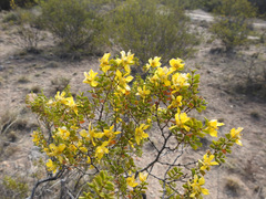 Larrea cuneifolia