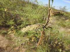 Prosopis flexuosa