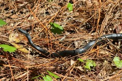 Coluber constrictor priapus image