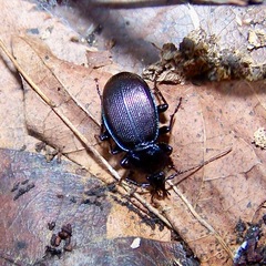 Sphaeroderus stenostomus stenostomus