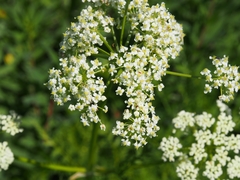 Ligusticum