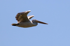 Pelecanus crispus