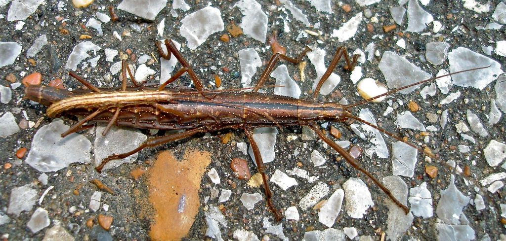 Dark Walkingstick