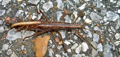 Northern Two-striped Walkingstick