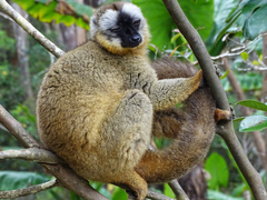 Brown Lemur photo 4