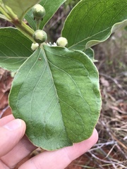 Psidium grandifolium