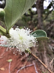 Psidium grandifolium