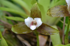 Lycaste powellii