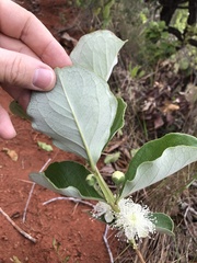 Psidium grandifolium