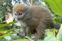 Gray Bamboo Lemur photo 3