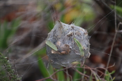 Palystes superciliosus