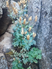 Aquilegia viridiflora, photograph (c) K.P., some rights reserved (CC BY)