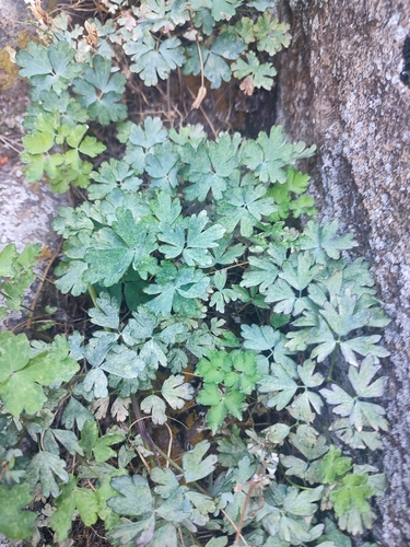 Aquilegia viridiflora, photograph 3