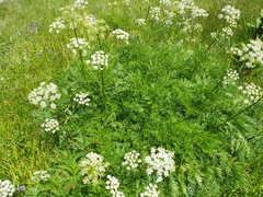 Ligusticum