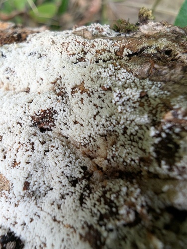 Henningsomyces candidus