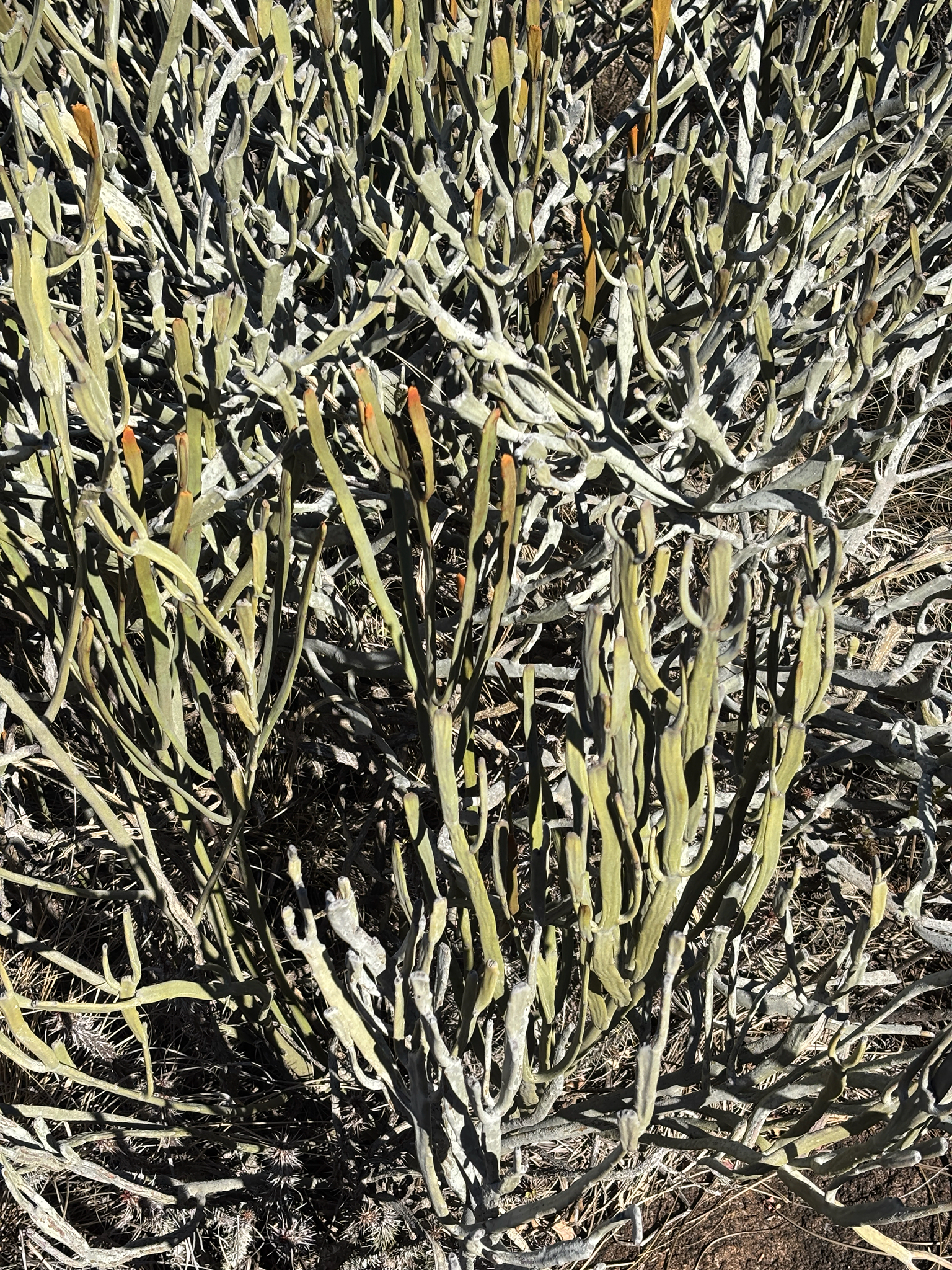Pencil plant