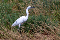 Egretta garzetta
