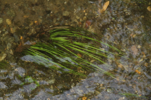 Isoetes japonica iNat (2)