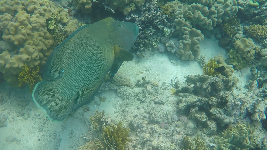 Humphead wrasse