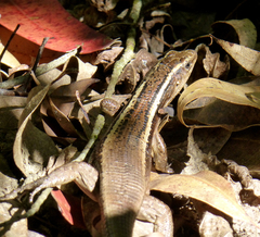 Zonosaurus madagascariensis