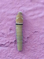 Papilio multicaudata