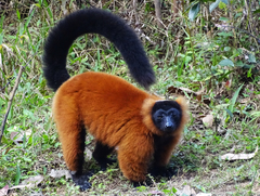 Varecia rubra