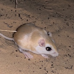 Gerbillinae