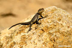 Laudakia tuberculata