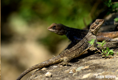 Laudakia tuberculata
