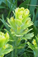 Castilleja cusickii
